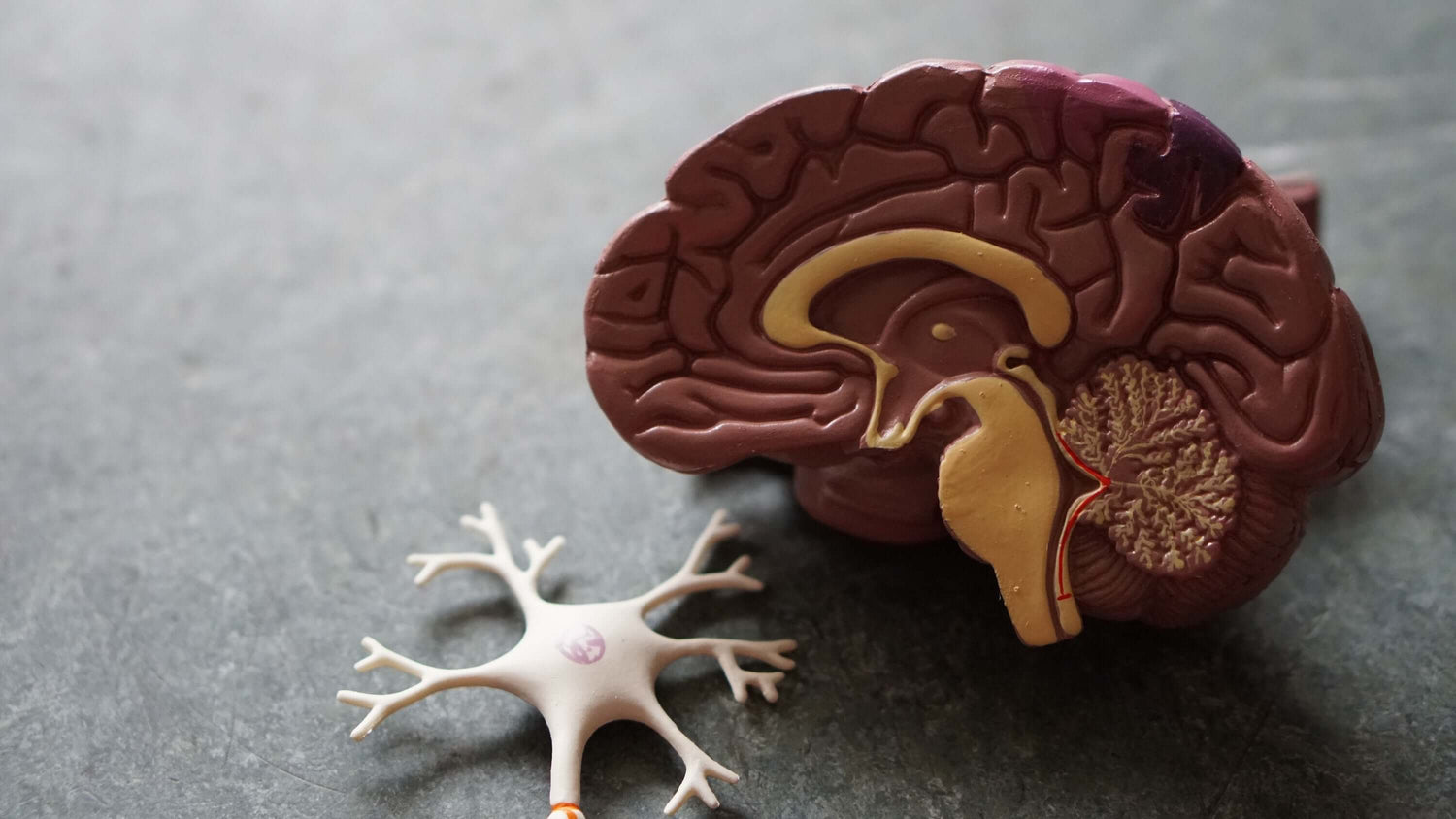 Pine Bark: How Does It Affect The Brain?