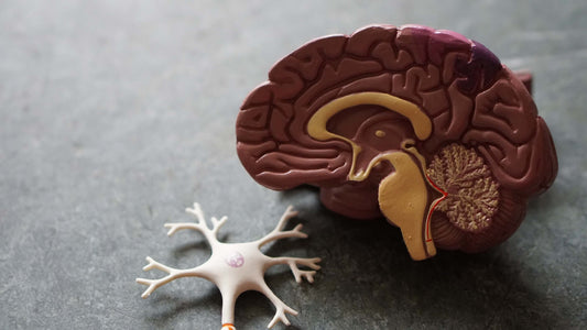 Pine Bark: How Does It Affect The Brain?