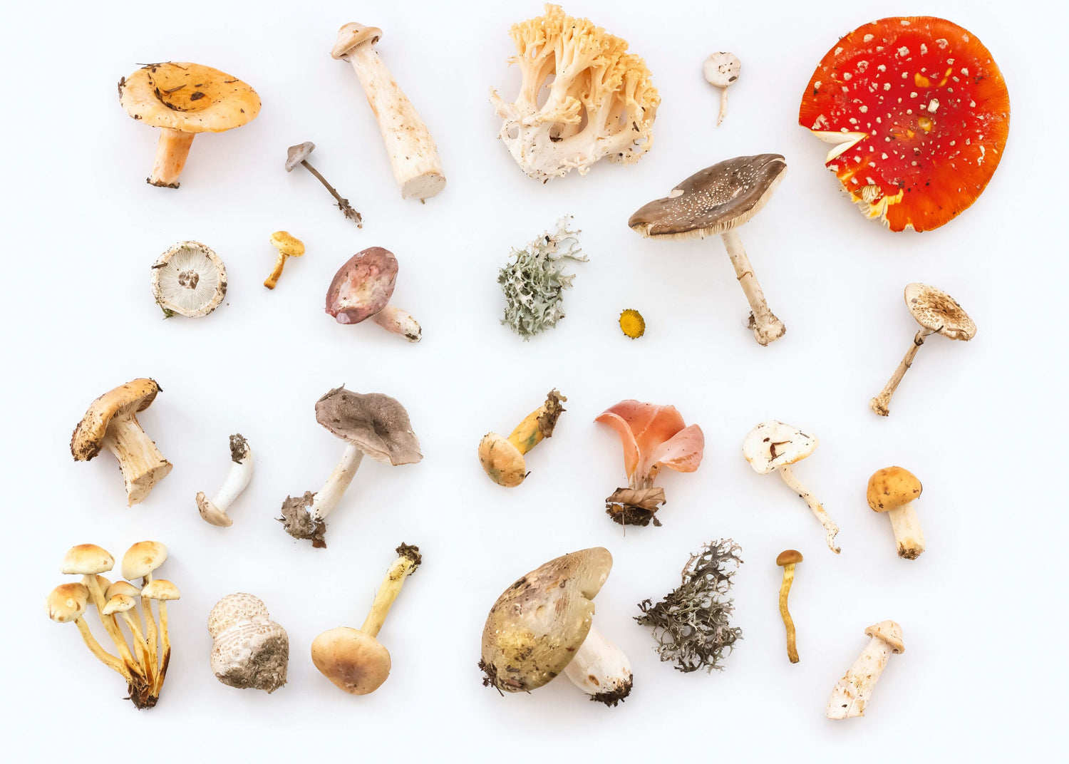 The Power of Mushrooms